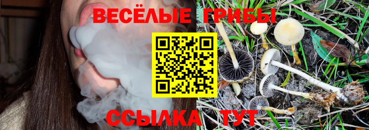 Псилоцибиновые грибы Psilocybine cubensis Лысьва